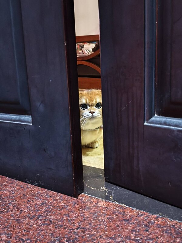 Didi peeking through door gap