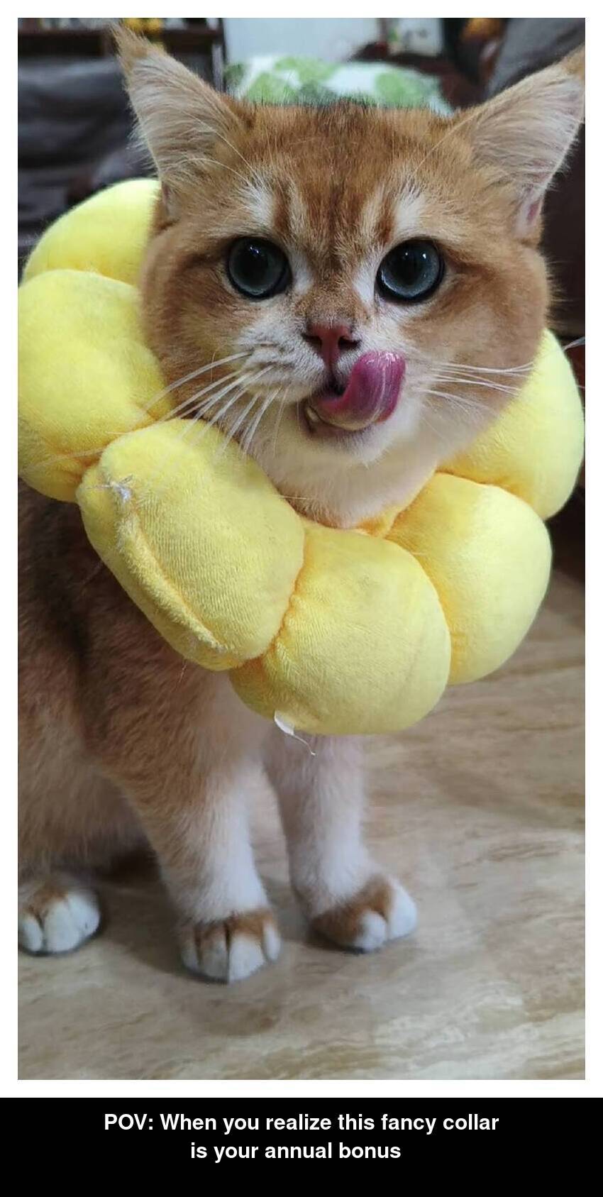 Didi cat meme annual bonus fancy collar