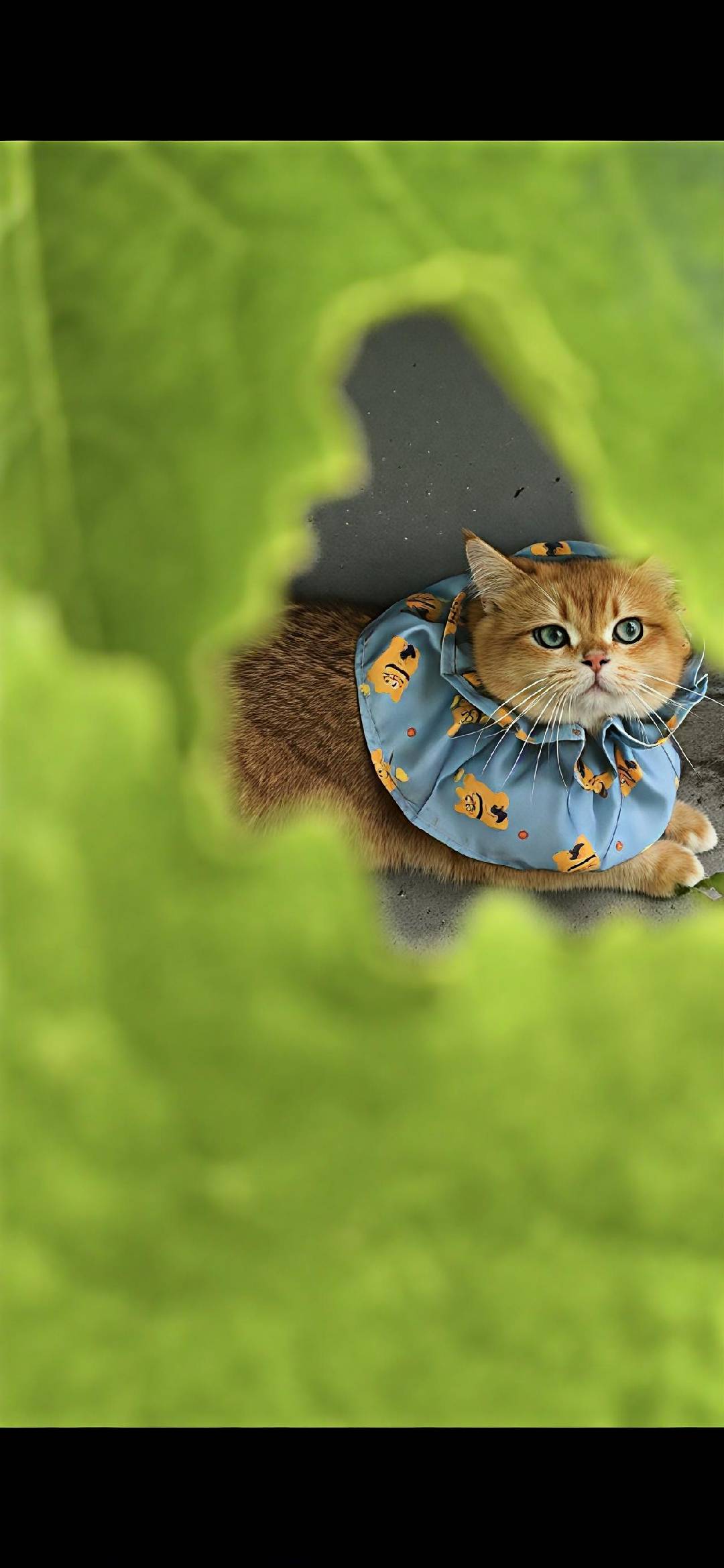 Didi the British Shorthair cat wearing a blue teddy bear hoodie, looking unimpressed