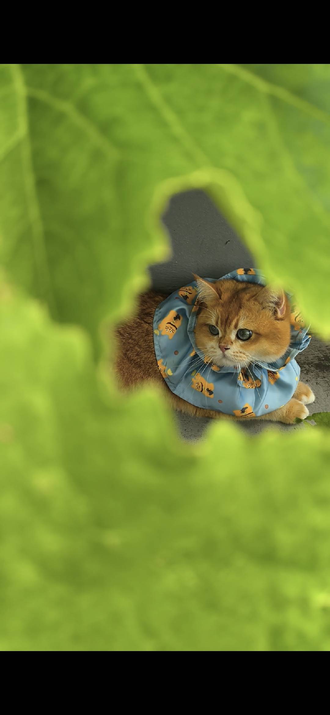 Didi in the garden wearing his blue cat-print collar