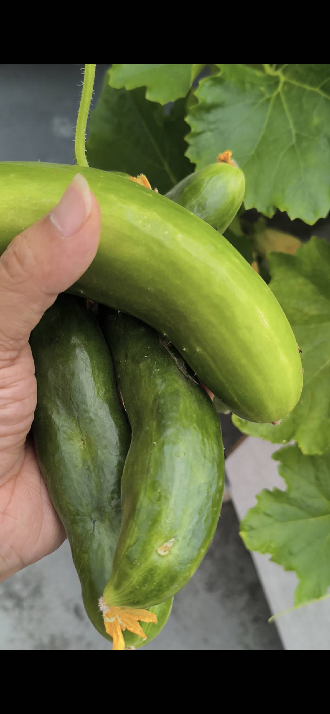 Freshly picked cucumbers in hand