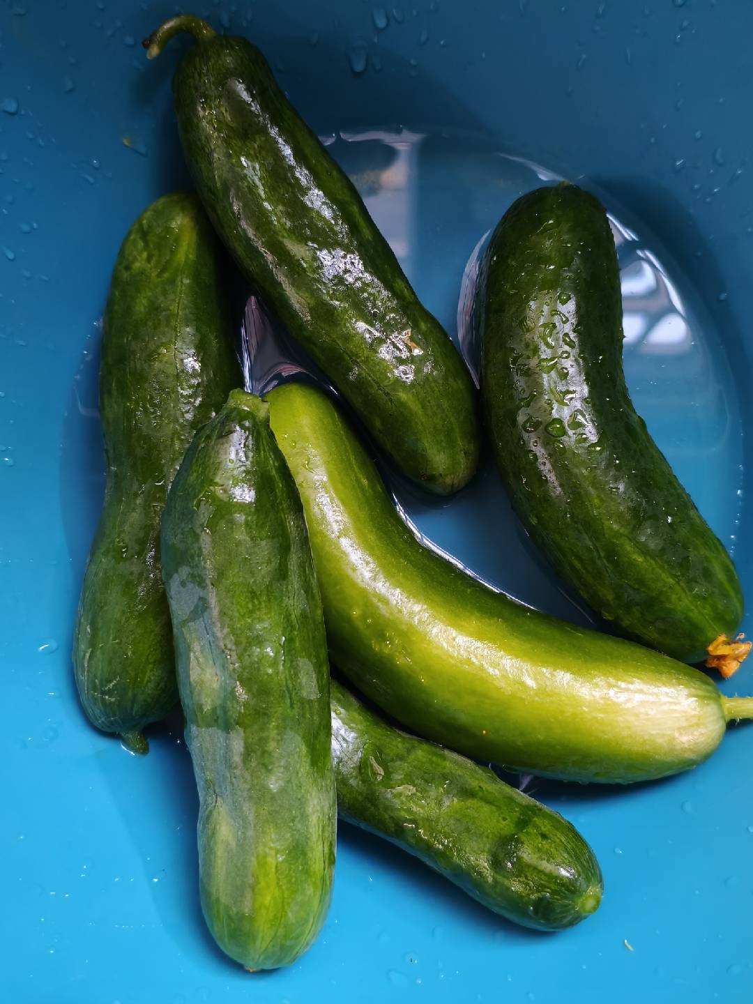 Cucumbers rinsing in a blue basin