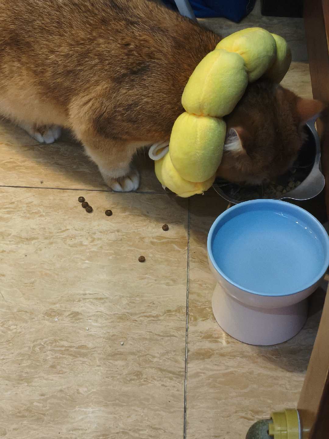 Didi eating with a banana toy on his back while wearing a cone