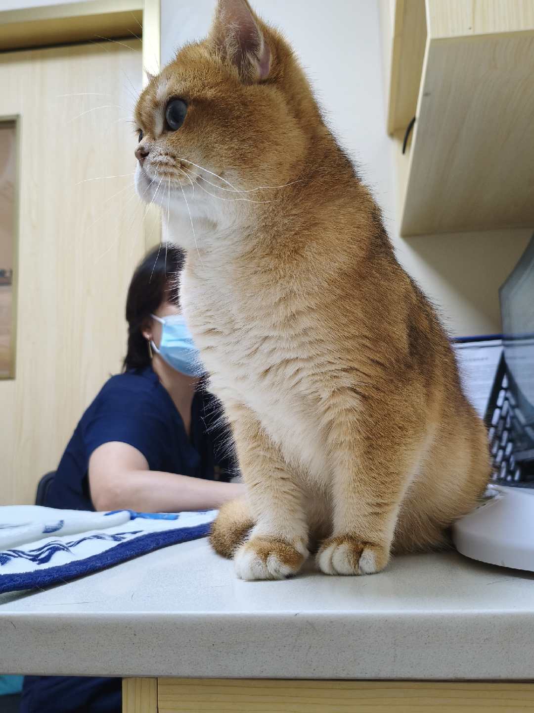 Didi on the examination table before surgery