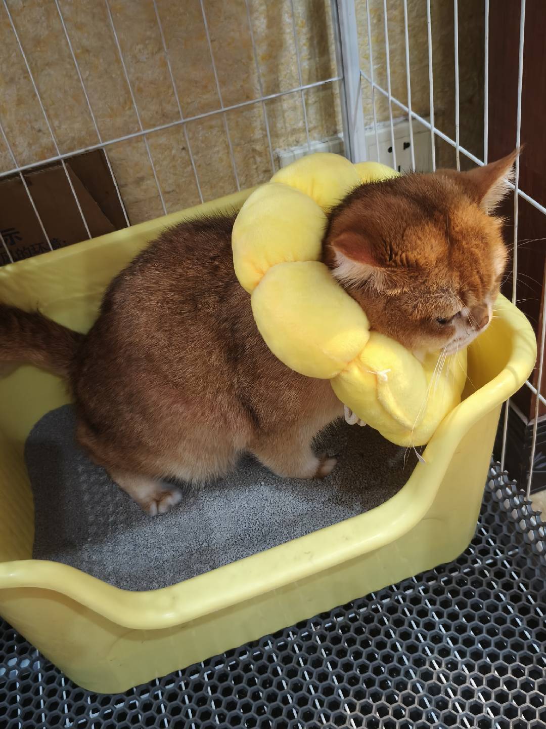 Didi in the litter box wearing a flower-shaped soft cone