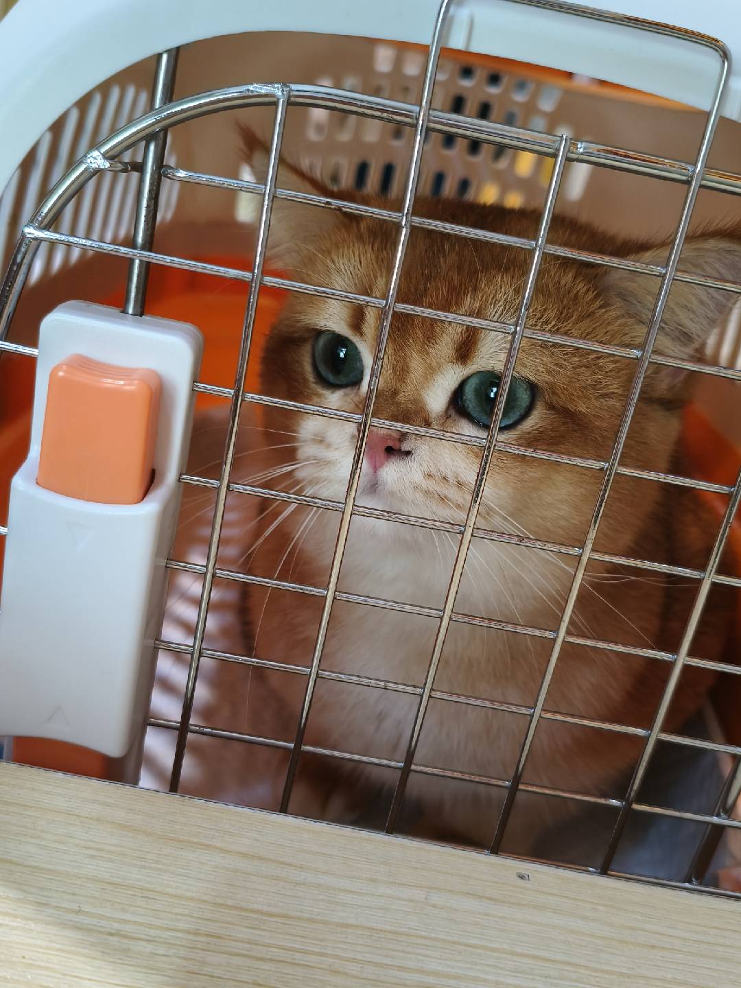 Didi looking out through the carrier bars at the vet