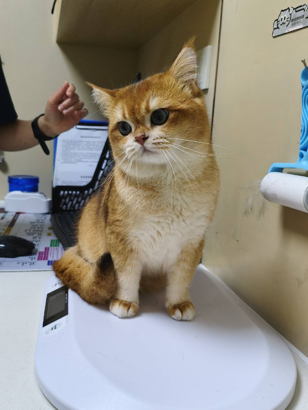 Didi being weighed on the vet scale