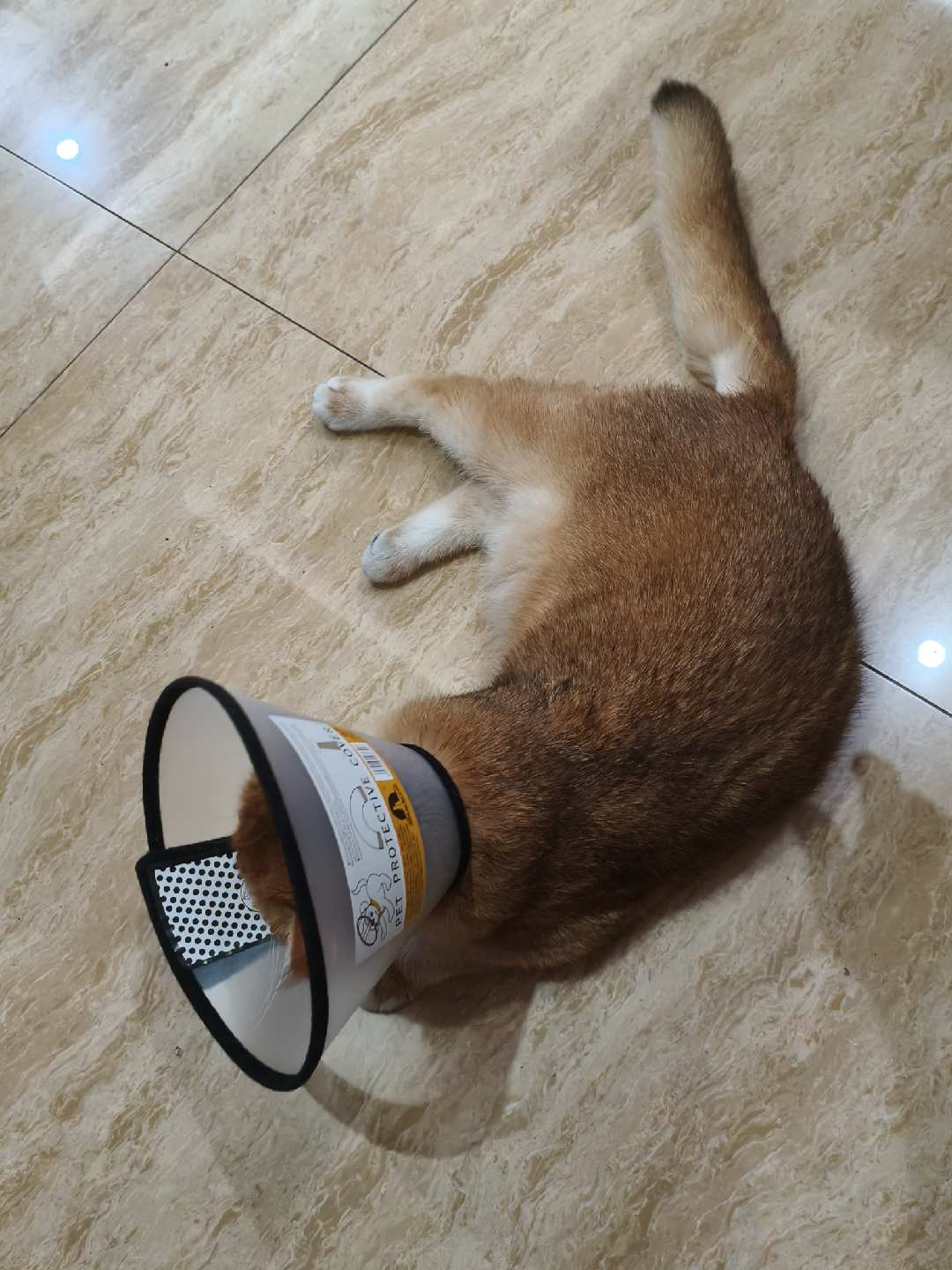 Didi sleeping on the tile floor with his cone