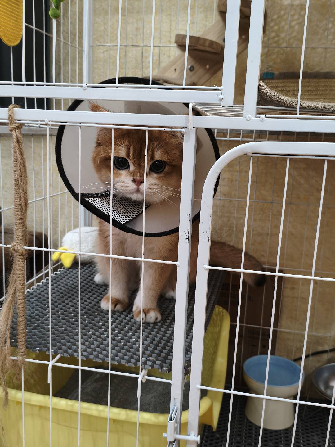 Didi in his cage wearing a soft fabric cone