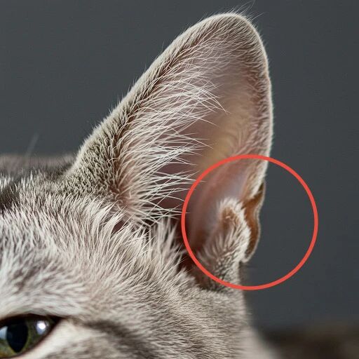 Side angle of a cat ear showing the small pouch-shaped fold
