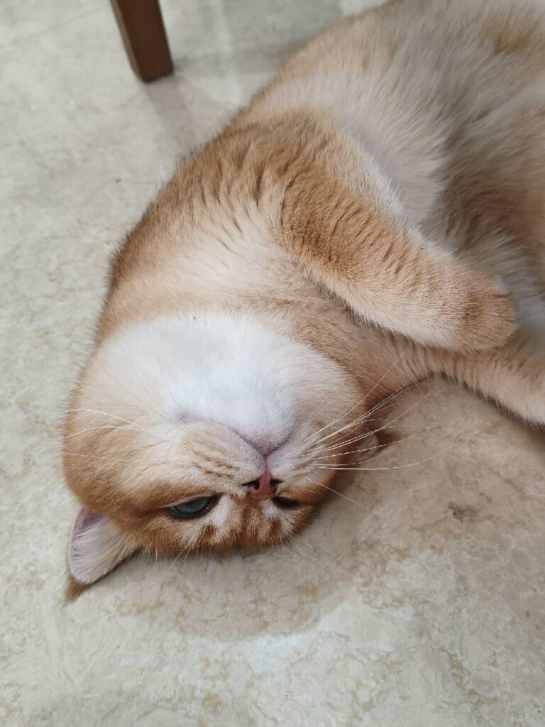 Didi the British Shorthair lying on the floor like a goofball