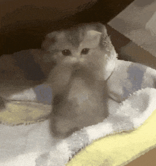 Kitten dancing