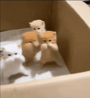 Four kittens in a box