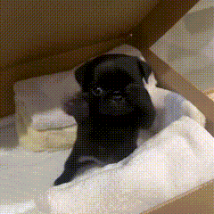 Pug puppy in box