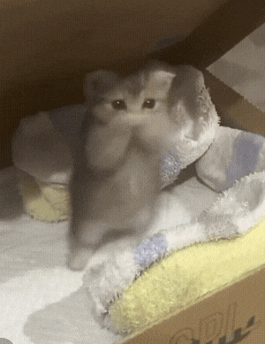 Two Scottish Fold kittens dancing