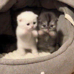 Kitten begging